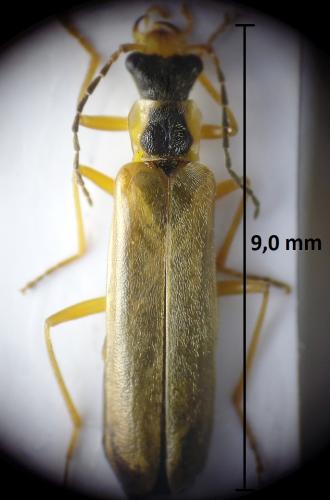 Dichelotarsus procerulus
